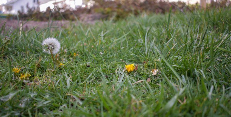 从地面上看草，小蒲公英从被压扁的杂草中窥视